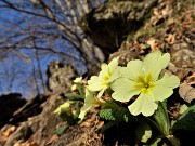 04 Primule in fiore sul sentiero partigiano della Cornabusa in salita alla Cima Cornetti